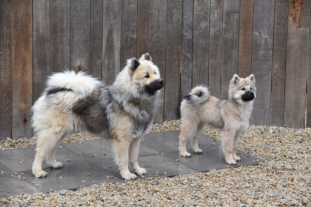 dogs, young dogs, dogs eurasiers-4572582.jpg